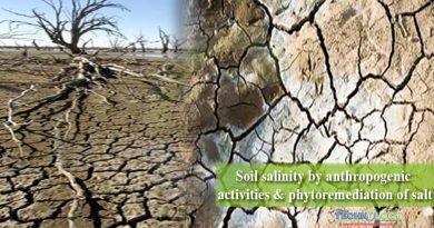 Soil salinity by anthropogenic activities & phytoremediation of salt-affected soil