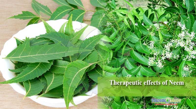 Therapeutic effects of Neem