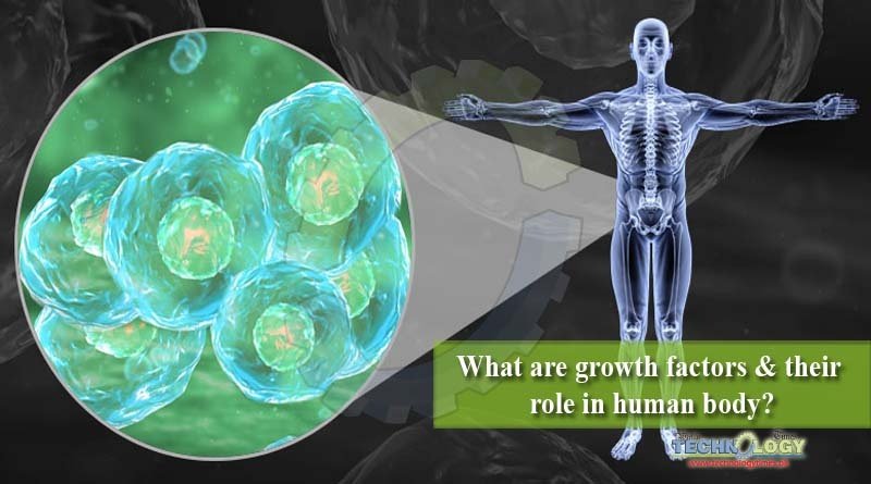 What are growth factors & their role in human body?