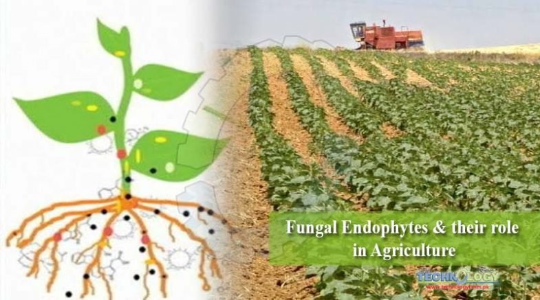 Fungal Endophytes & their role in Agriculture