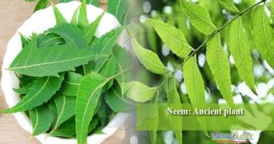 Neem: Ancient plant