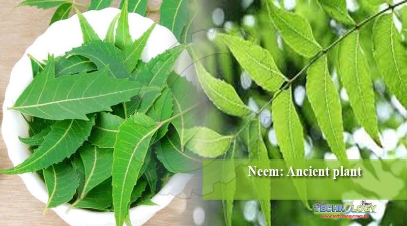 Neem Ancient Plant Technology Times