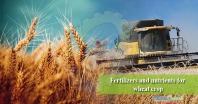 Fertilizers and nutrients for wheat crop