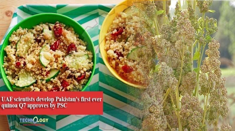 UAF scientists develop Pakistan's first ever quinoa Q7 approves by PSC
