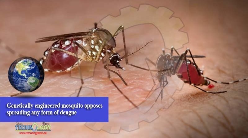 Genetically engineered mosquito opposes spreading any form of dengue