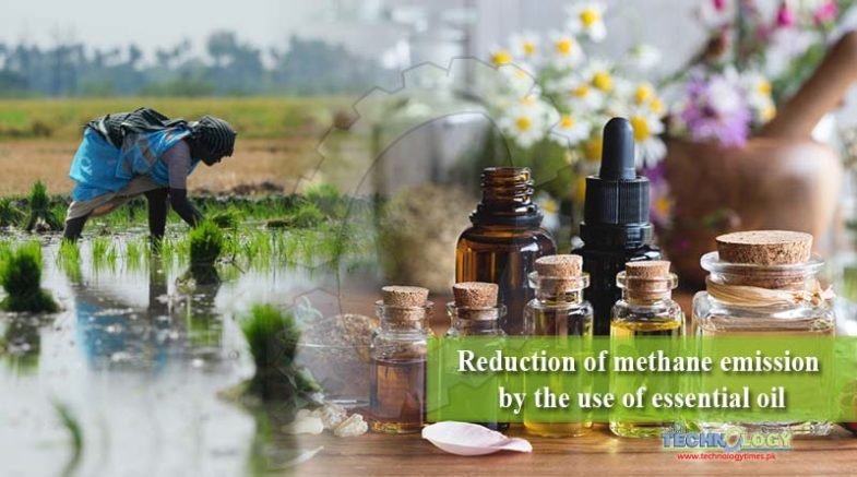 Reduction of methane emission by the use of essential oil
