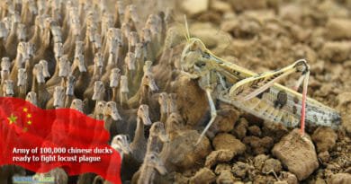 Army-of-100000-chinese-ducks-ready-to-fight-locust-plague