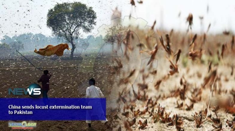 China sends locust extermination team to Pakistan