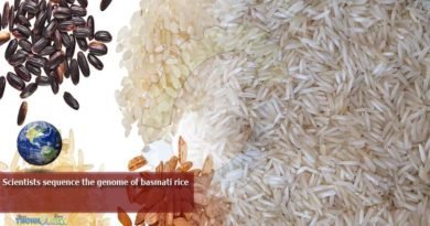 Scientists-sequence-the-genome-of-basmati-rice