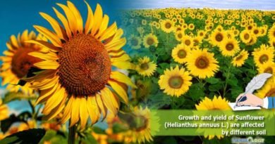 Growth and yield of Sunflower (Helianthus annuus L.) are affected by different soil