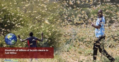 Hundreds-of-billions-of-locusts-swarm-in-East-Africa
