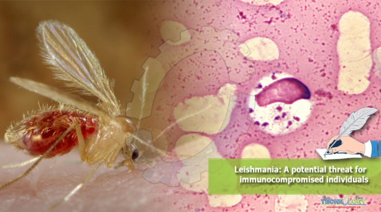 Leishmania: A potential threat for immuno-compromised individuals