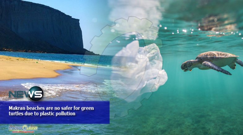 Makran beaches are no safer for green turtles due to plastic pollution