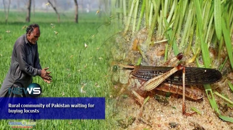 Rural community of Pakistan waiting for buying locusts