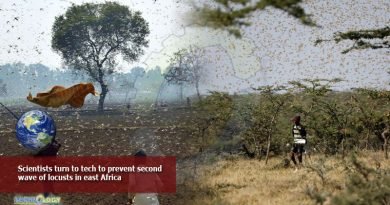 Scientists-turn-to-tech-to-prevent-second-wave-of-locusts-in-east-Africa