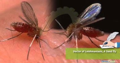 Vector of Leishmaniasis, A Sand fly