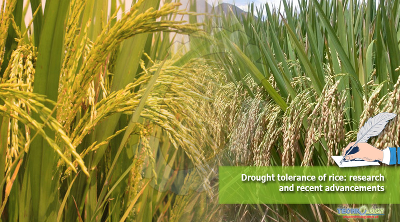 Drought tolerance of rice: research and recent advancements