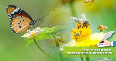 Effects of wind speed on foraging behavior of insect pollinators