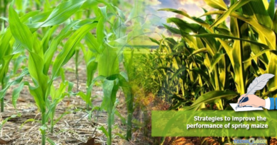 Strategies to improve the performance of spring maize