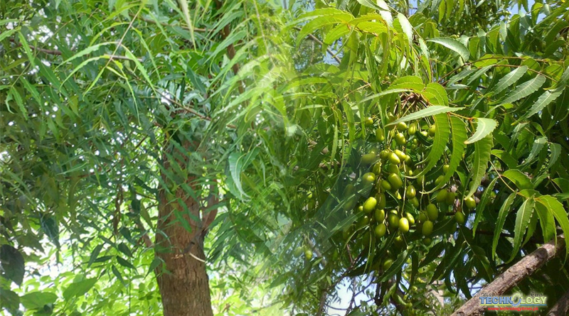 Neem, Azadirachta indica Beautiful trees of Pakistan