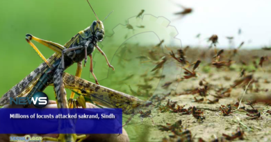 Millions of locusts attacked sakrand, Sindh