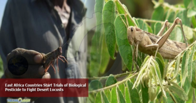 East-Africa-Countries-Start-Trials-of-Biological-Pesticide-to-Fight-Desert-Locusts