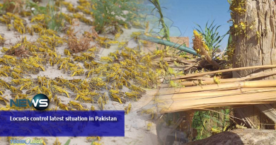 Locusts-control-latest-situation-in-Pakistan