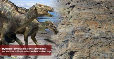 Mysterious-fossilized-footprints-reveal-that-ancient-crocodile-ancestors-walked-on-two-legs