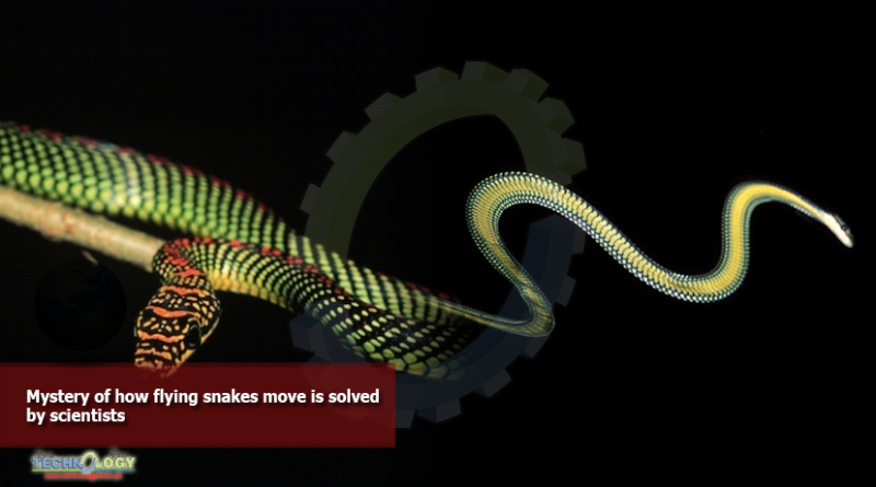 Mystery-of-how-flying-snakes-move-is-solved-by-scientists