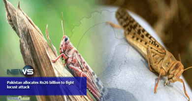 Pakistan allocates Rs26 billion to fight locust attack