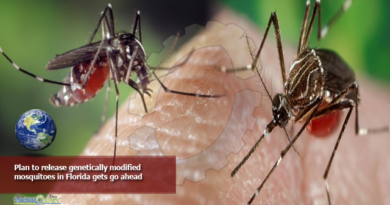 Plan to release genetically modified mosquitoes in Florida gets go ahead