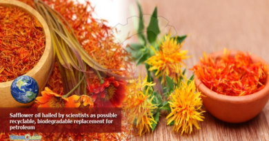 Safflower oil hailed by scientists as possible recyclable, biodegradable replacement for petroleum