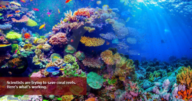 Scientists are trying to save coral reefs. Here's what's working.