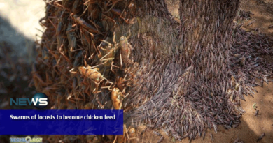 Swarms-of-locusts-to-become-chicken-feed