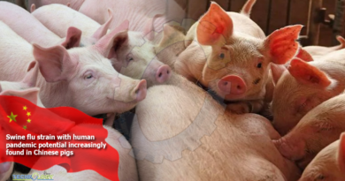 Swine-flu-strain-with-human-pandemic-potential-increasingly-found-in-Chinese-pigs