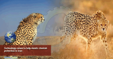 Technology comes to help Asiatic cheetah protection in Iran