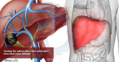 Turning-the-spleen-into-a-liver-saves-mice-from-fatal-organ-damage