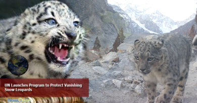 UN-Launches-Program-to-Protect-Vanishing-Snow-Leopards