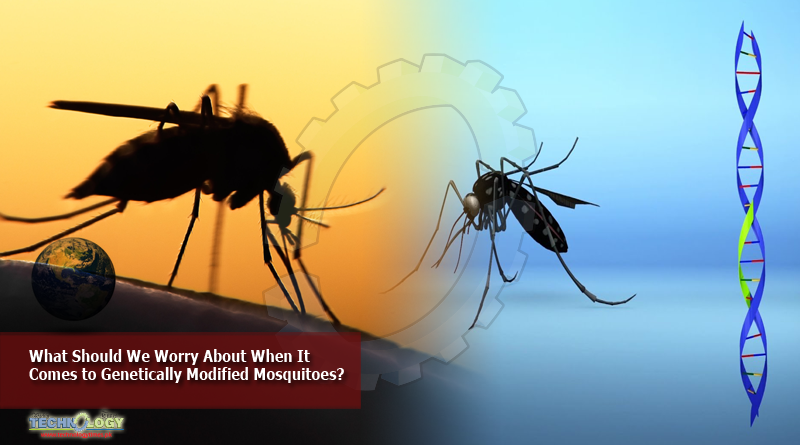 What Should We Worry About When It Comes to Genetically Modified Mosquitoes?