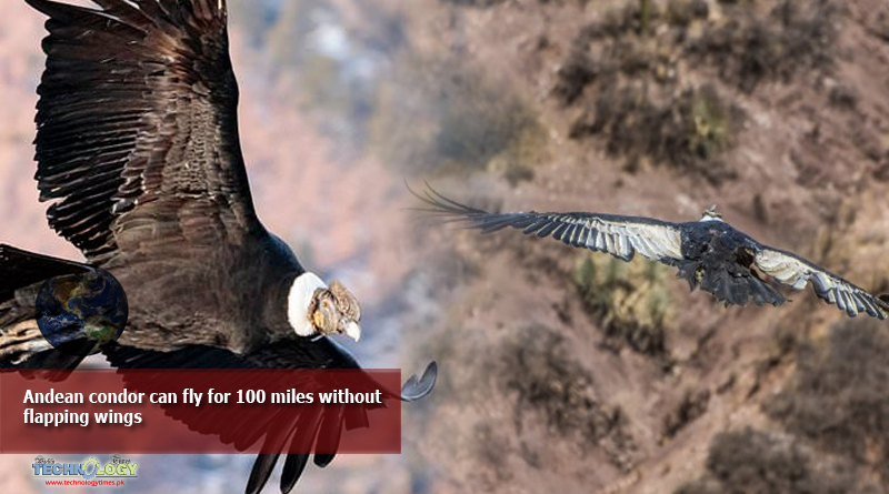 Andean-condor-can-fly-for-100-miles-without-flapping-wings