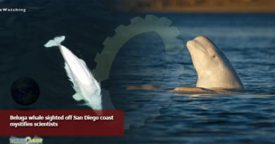 Beluga whale sighted off San Diego coast mystifies scientists