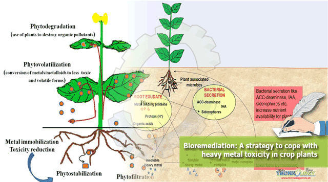 Bioremediation-A-strategy-to-cope-with-heavy-metal-toxicity-in-crop-plants