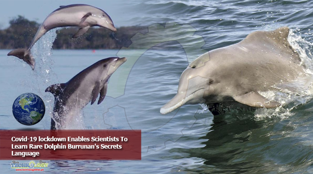 Covid-19 lockdown Enables Scientists To Learn Rare Dolphin Burrunan's Secrets Language