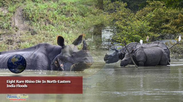 Eight Rare Rhino Die In North-Eastern India Floods