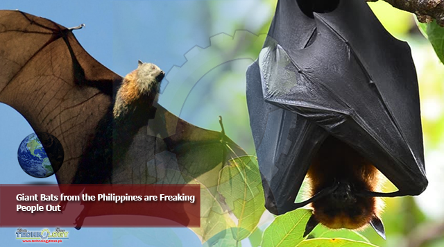 Giant Bats from the Philippines are Freaking People Out