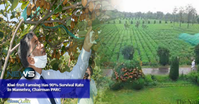 Kiwi-fruit Farming Has 90% Survival Rate In Mansehra, Chairman PARC