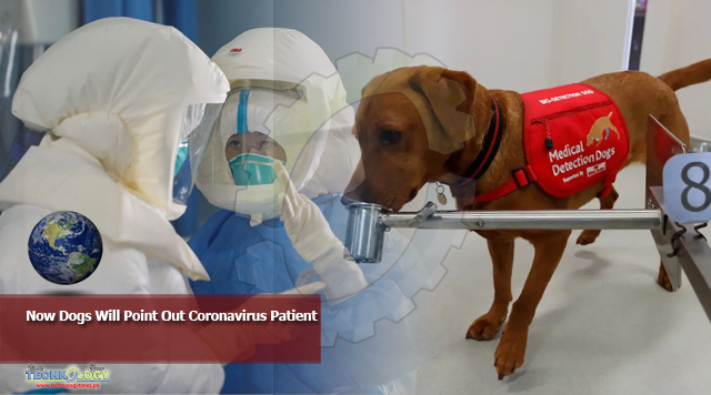 Now Dogs Will Point Out Coronavirus Patient