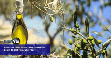 Pakistans-Olive-Production-Expected-To-Reach-16000-Tonnes-by-2027