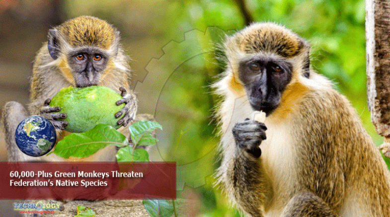 60,000-Plus Green Monkeys Threaten Federation’s Native Species