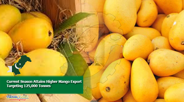 Current Season Attains Higher Mango Export Targeting 125,000 Tonnes
